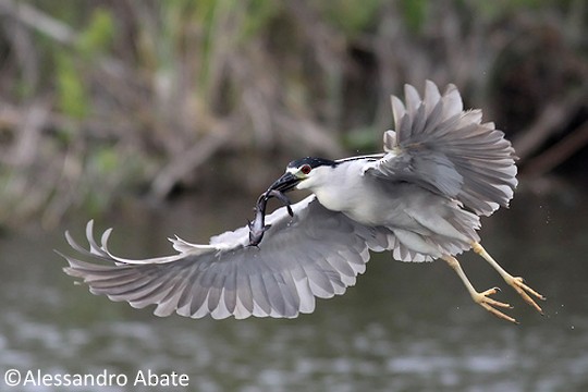 Adult Black-crowned Night-Heron with prey, Everglades NP, 1 March. - Black-crowned Night Heron - 