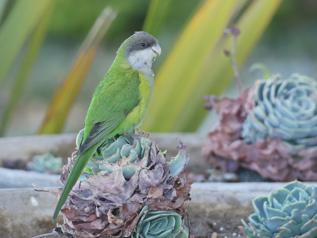 Gray-hooded Parakeet - Jorge  Quiroga