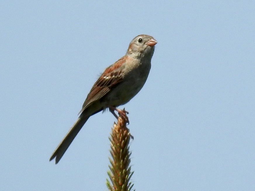 Field Sparrow - ML249245781