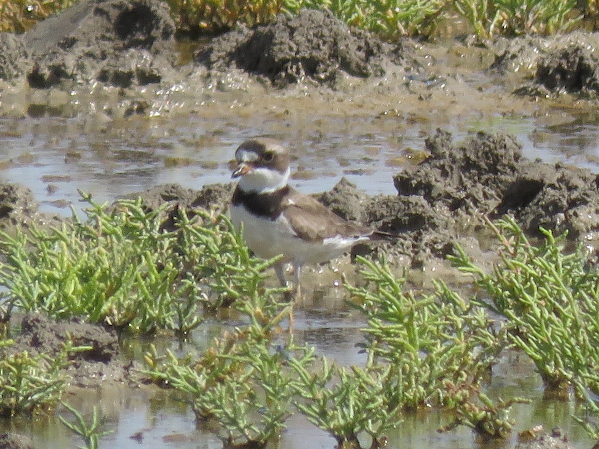 Semipalmated Plover - ML249247791