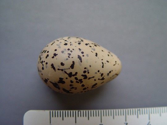 Semipalmated Sandpiper Semipalmated Sandpiper egg
