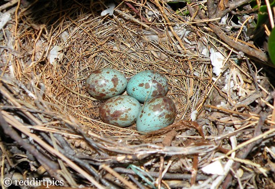 Mockingbird nest deals