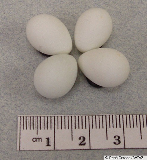 Goldfinch Nest Size