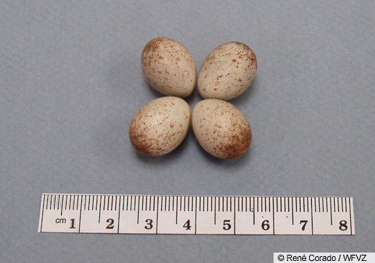 field sparrow eggs