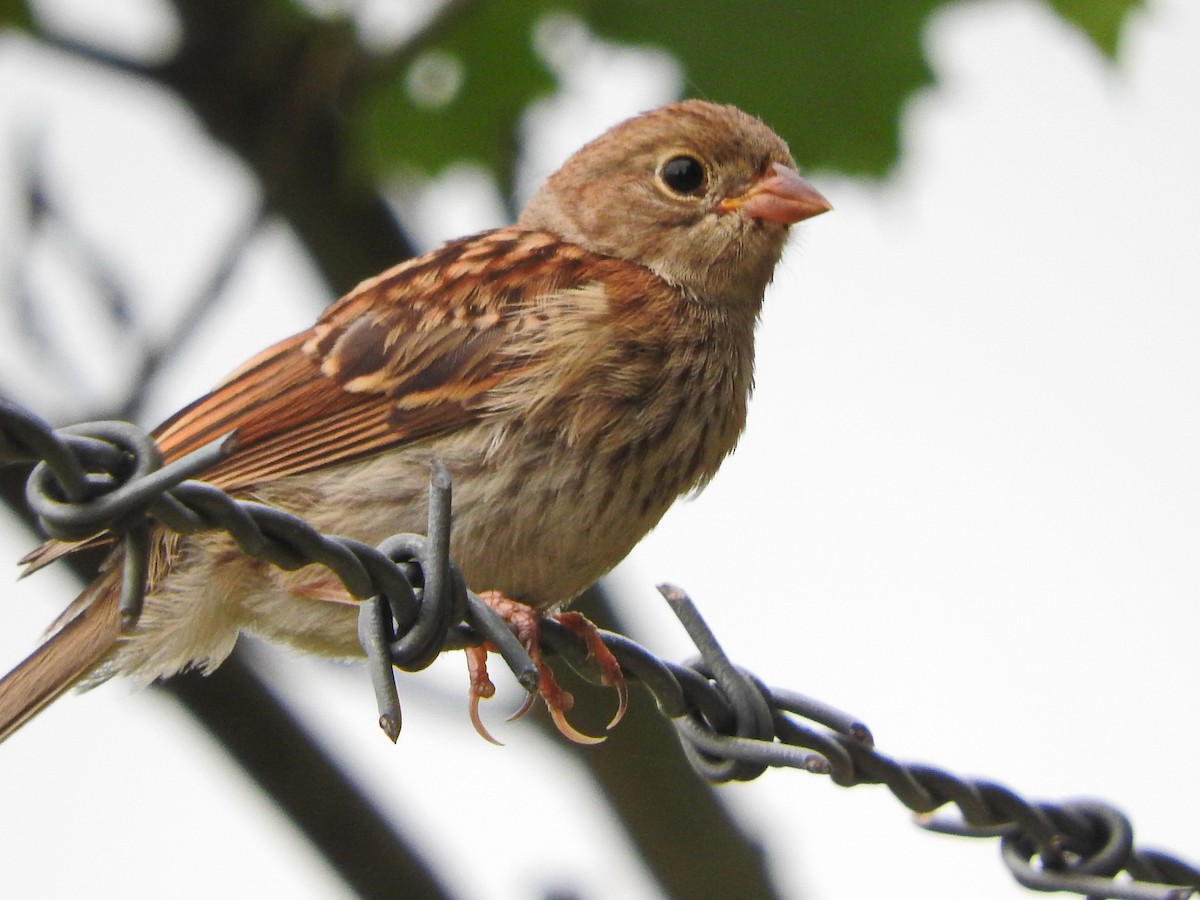 Field Sparrow - ML249255781