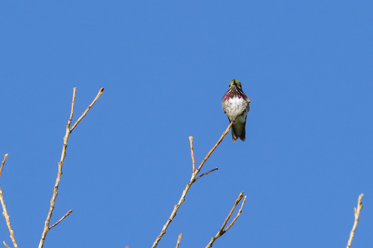 Calliope Hummingbird - ML249257001