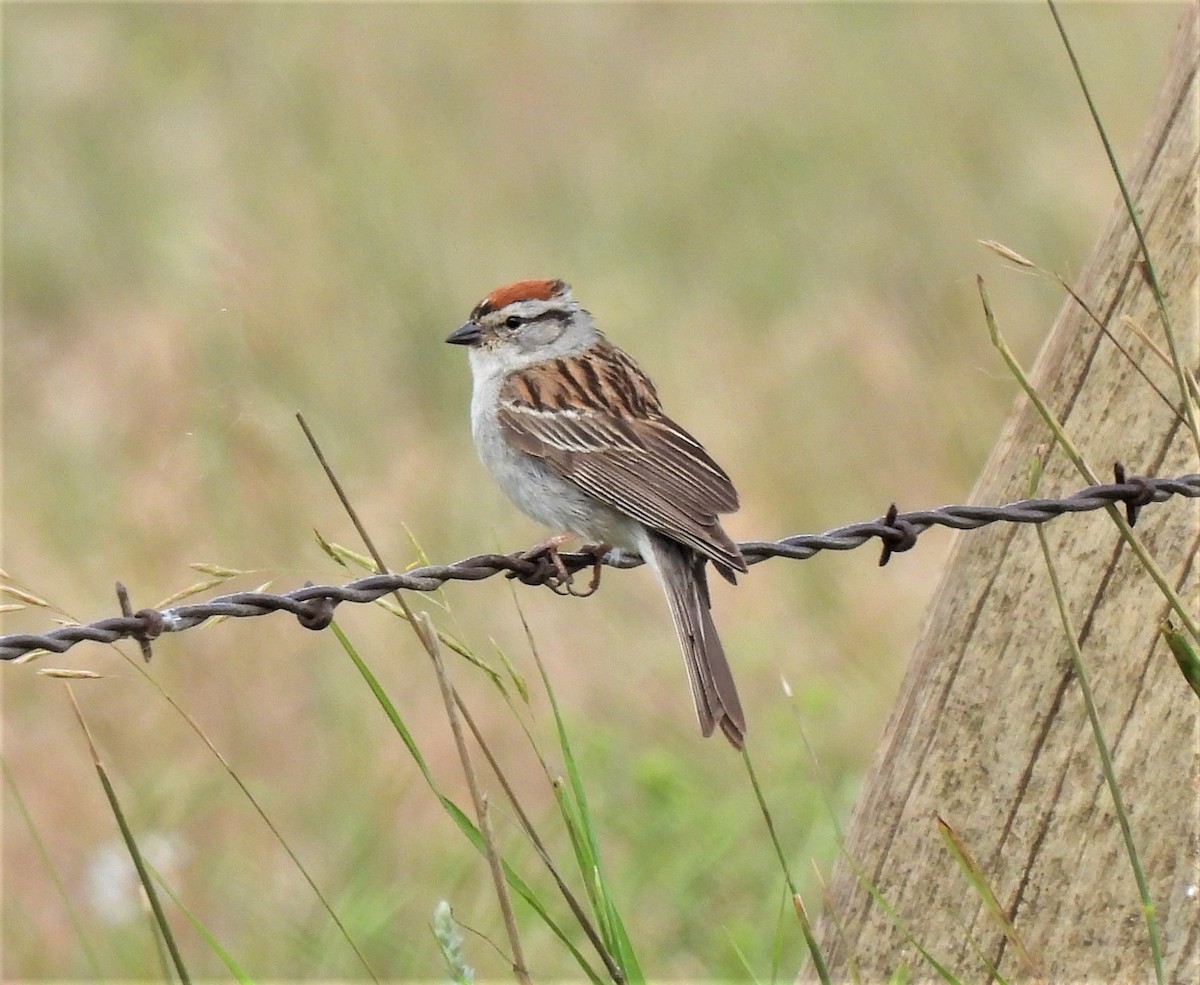 Chipping Sparrow - Jan Thom