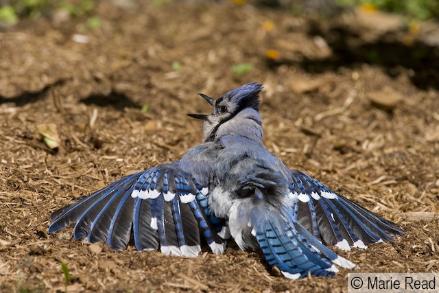 A Blue Jay with Half of Its Baby Feathers Still » TwistedSifter