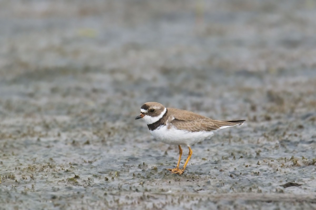 Semipalmated Plover - Cody Matheson