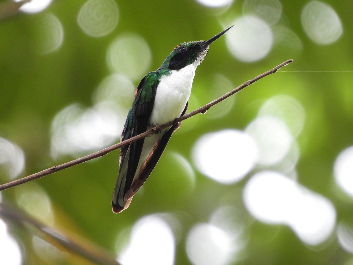 kolibřík černouchý - ML249265211