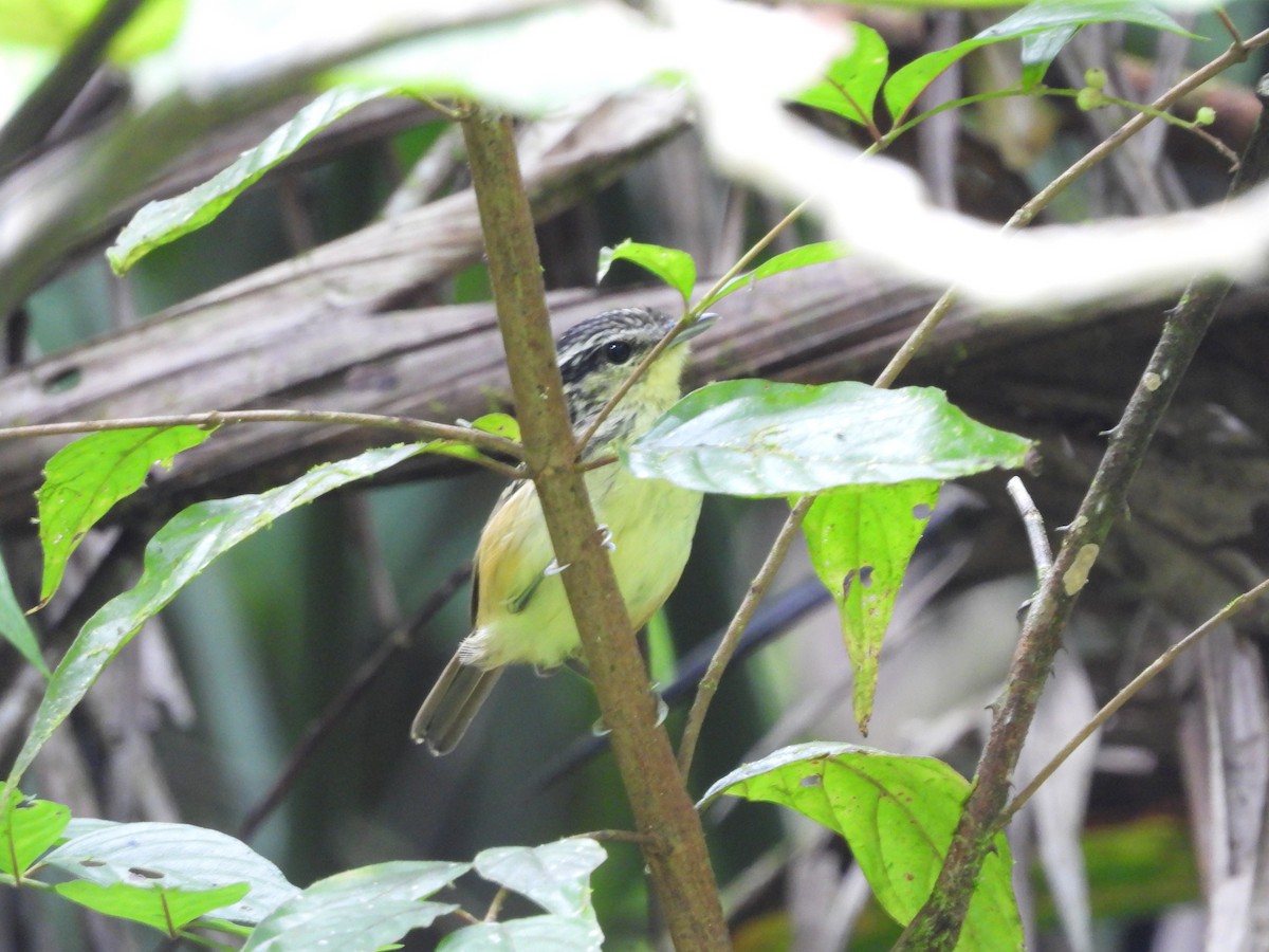 Yellow-breasted Warbling-Antbird - ML249265551