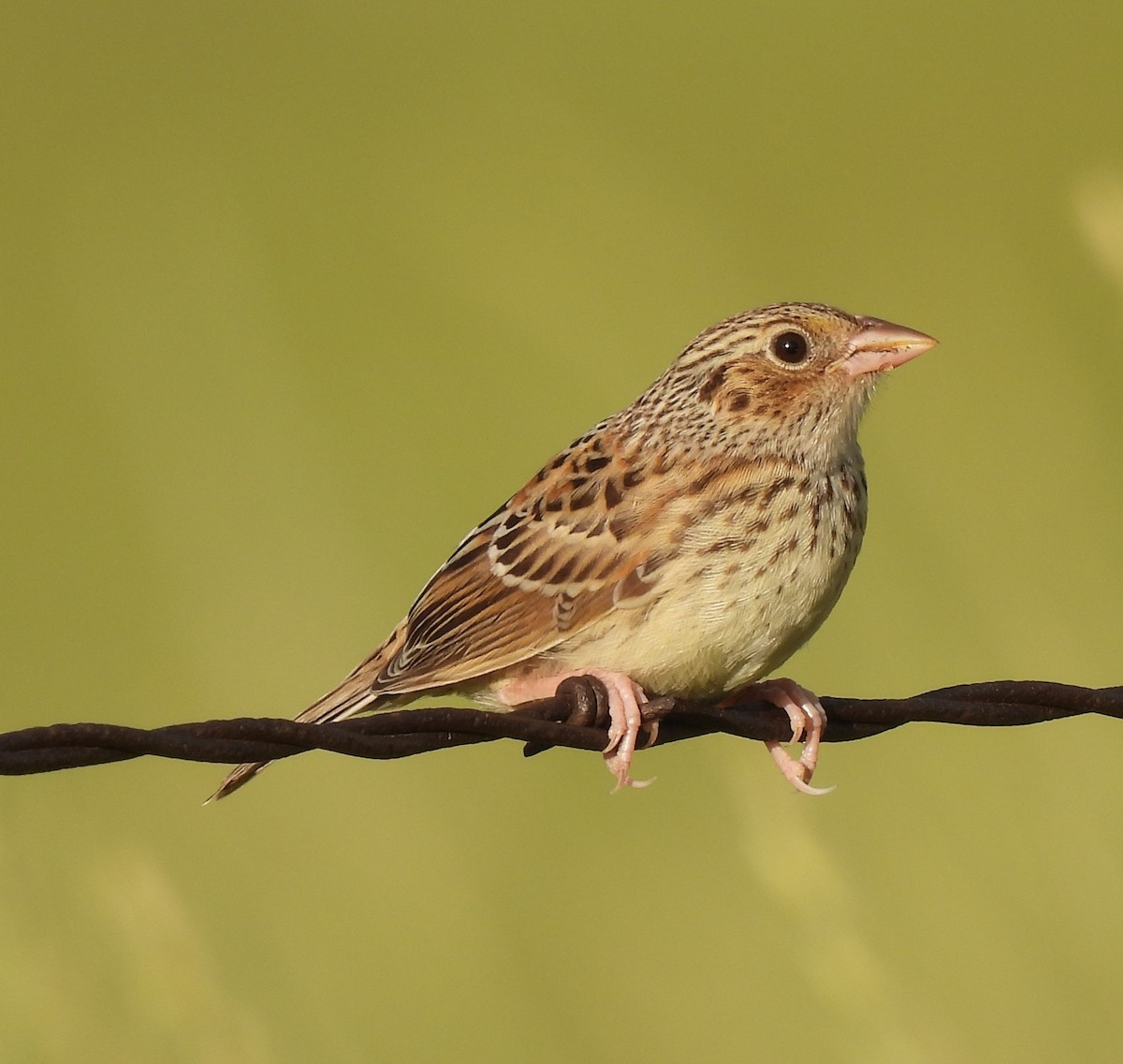 Grasshopper Sparrow - Jan Thom