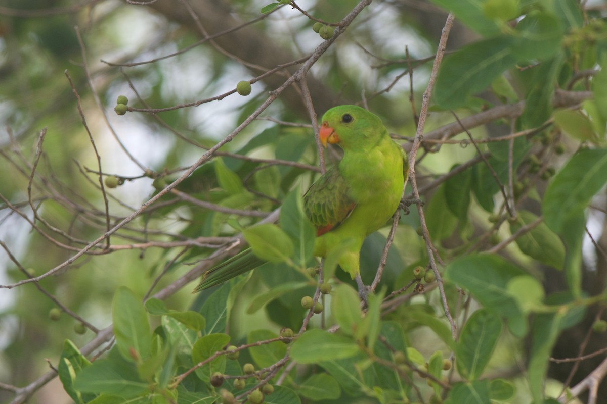 Red-winged Parrot - ML249268941