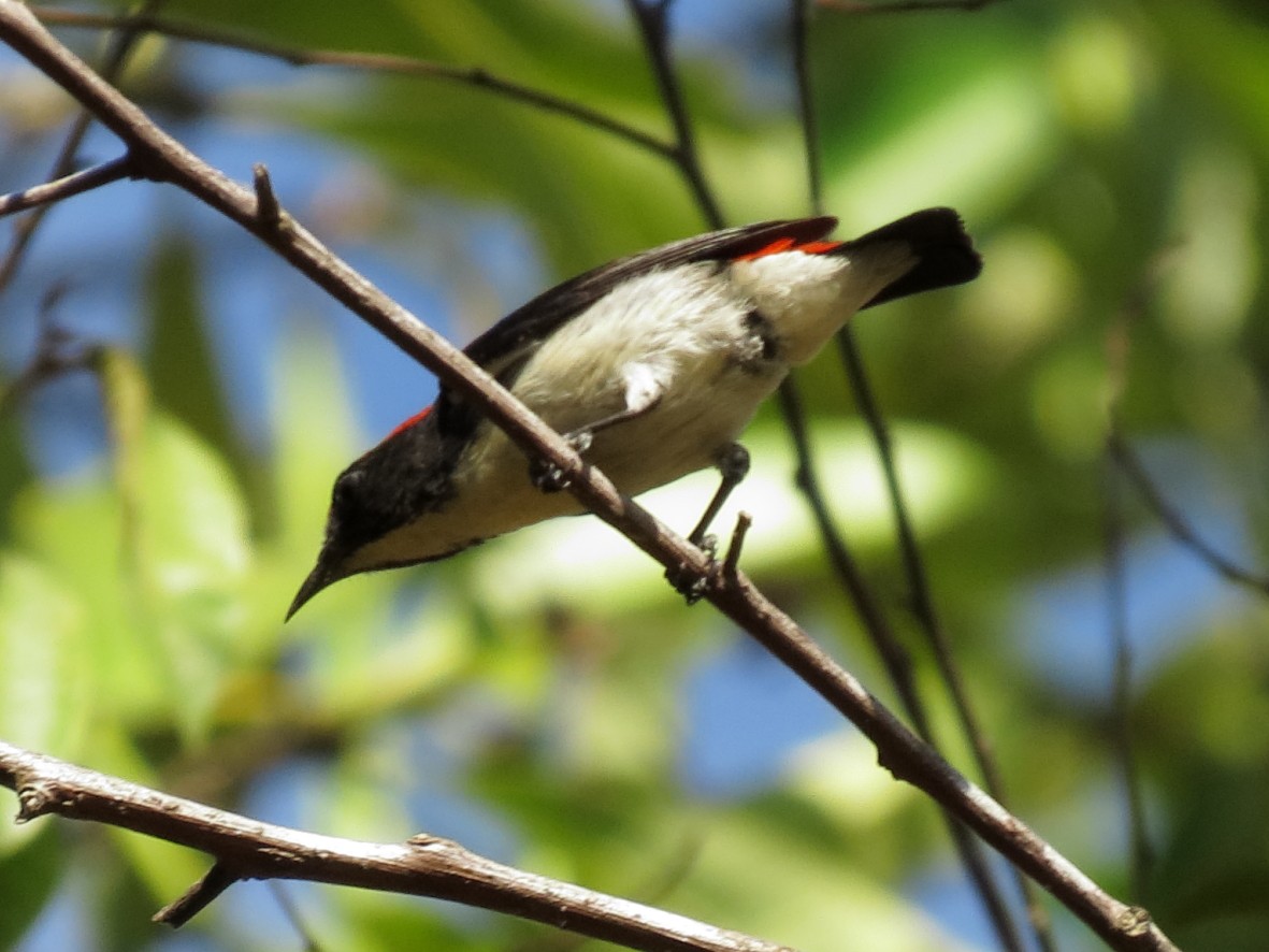 Scarlet-backed Flowerpecker - ML249271111