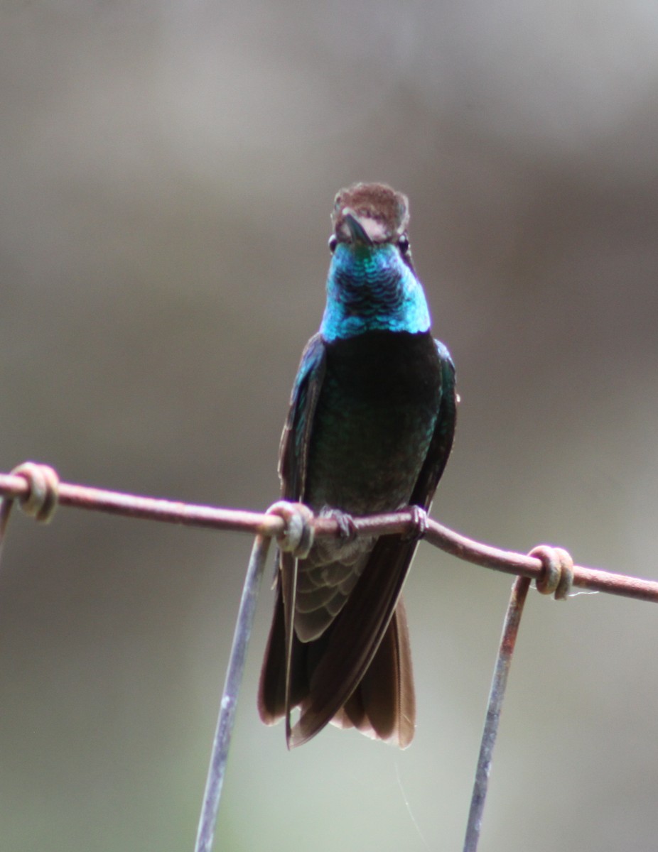 kolibřík skvostný - ML249272081