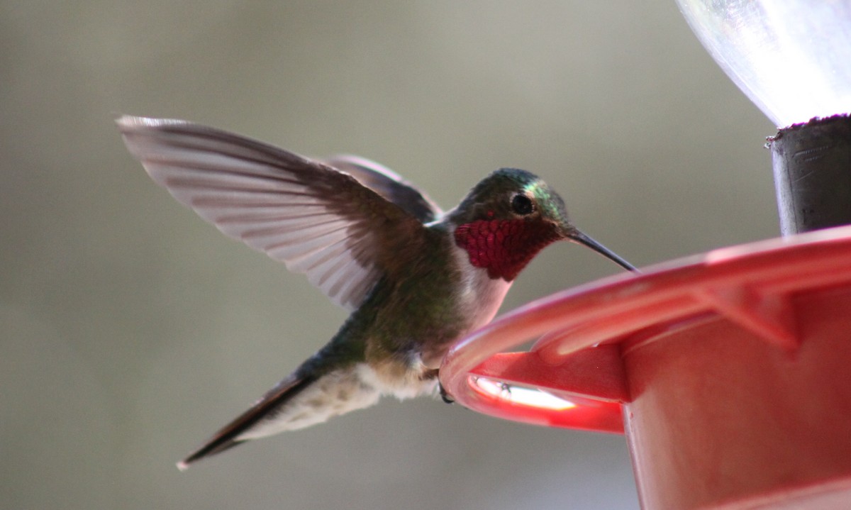 Broad-tailed Hummingbird - ML249272111