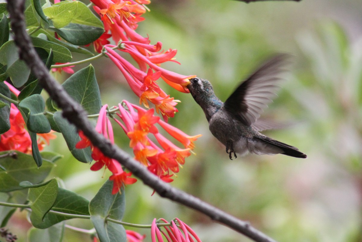 Broad-billed Hummingbird - ML249272221