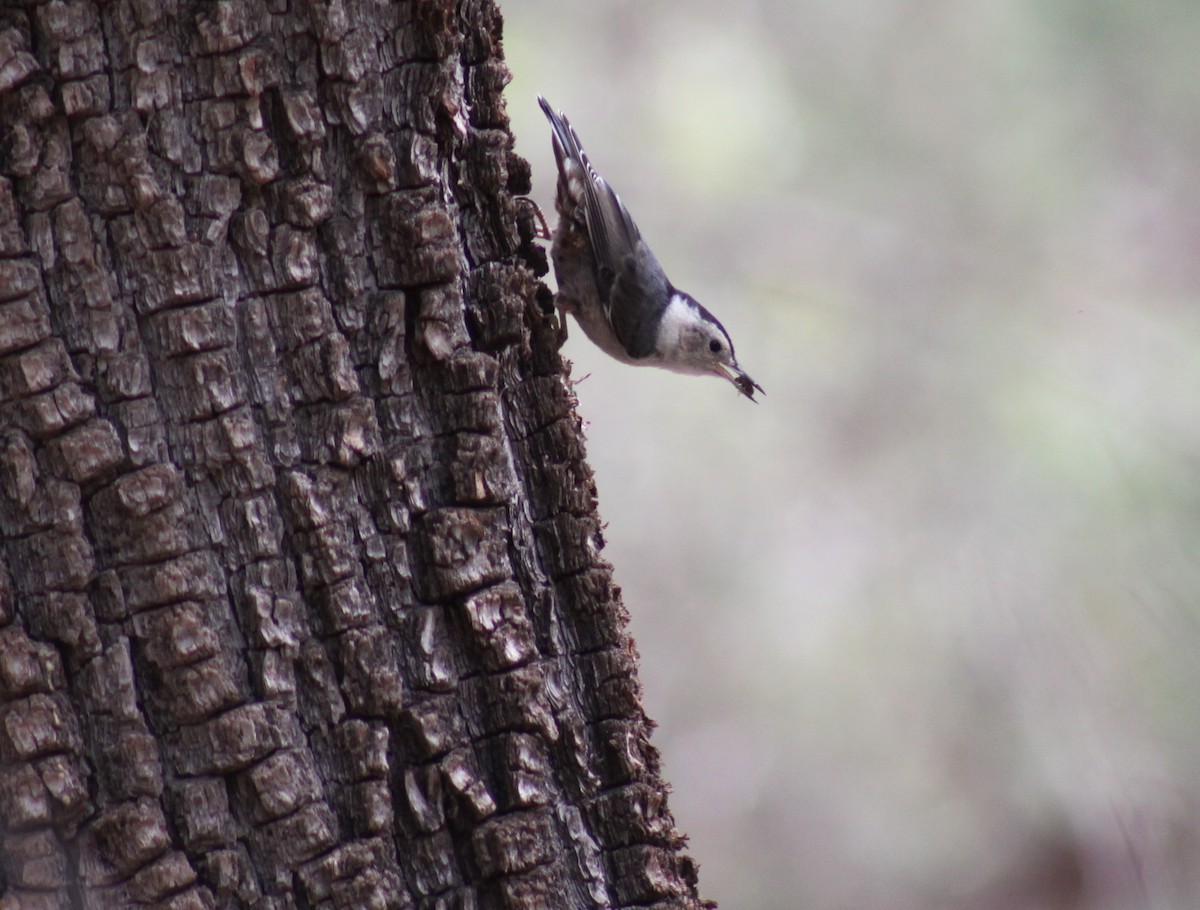 White-breasted Nuthatch - ML249275841