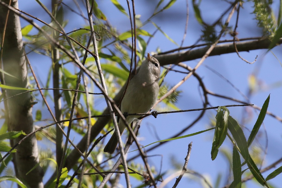 Bell's Vireo - Alison Hiers