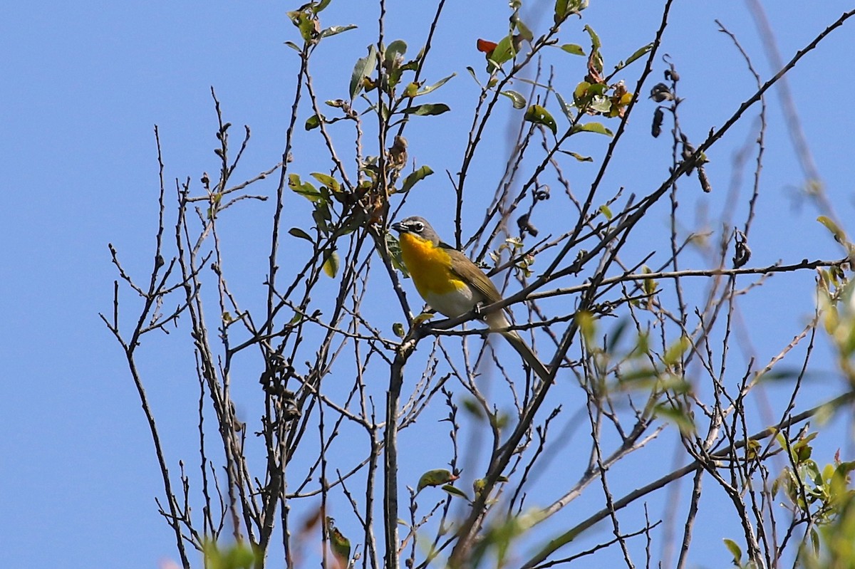 Yellow-breasted Chat - Alison Hiers