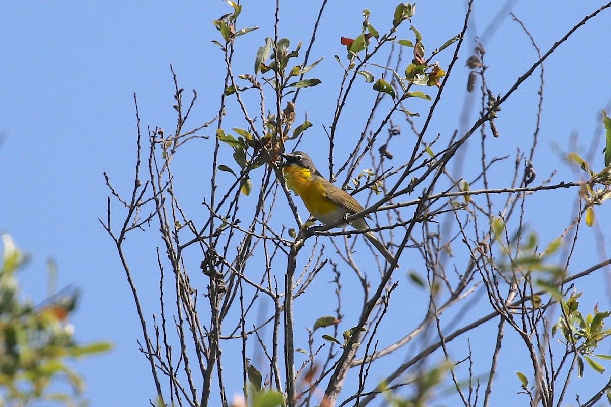 Yellow-breasted Chat - ML249282291