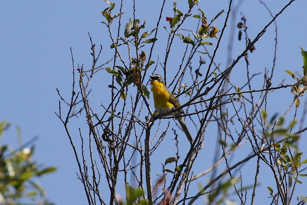 Yellow-breasted Chat - ML249282341