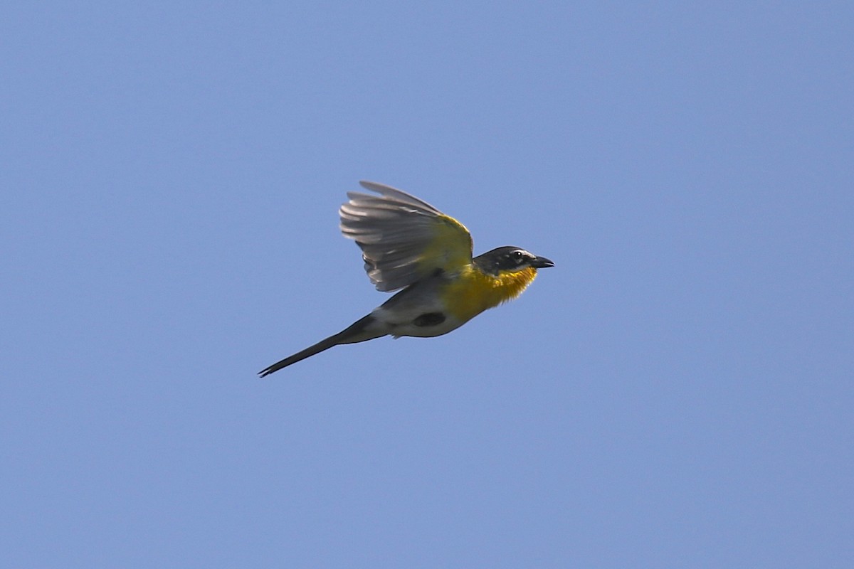 Yellow-breasted Chat - ML249282361