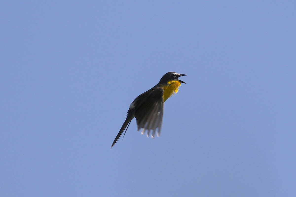 Yellow-breasted Chat - ML249282401