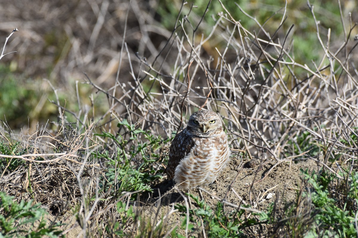 Burrowing Owl - Payton Parke
