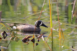 Blue-winged Teal, ML249285401
