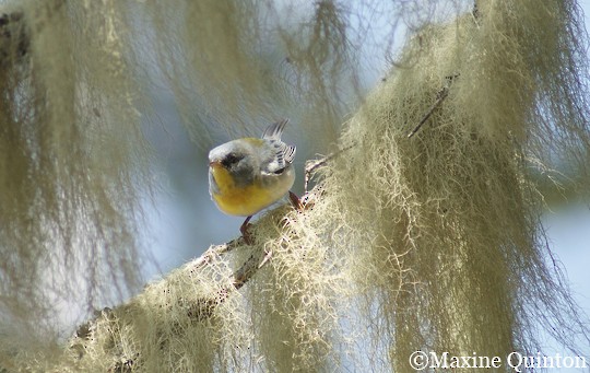 Photos - Northern Parula - Setophaga americana - Birds of the World