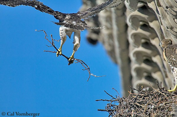 Adult female Red-tailed Hawk nest building; NY City, May. - Red-tailed Hawk - 