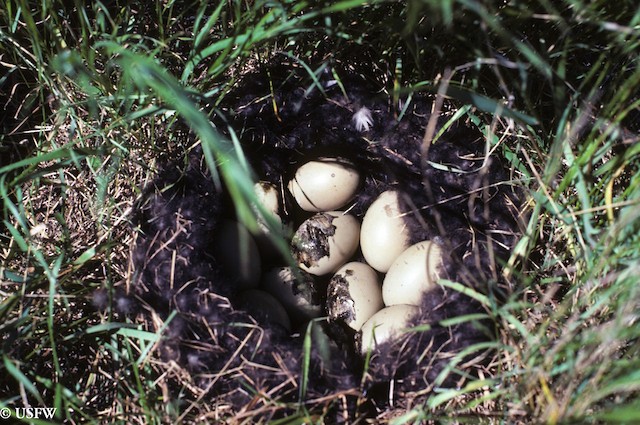 Lesser Scaup Lesser scaup nest with eggs hatching, North Dakota, June