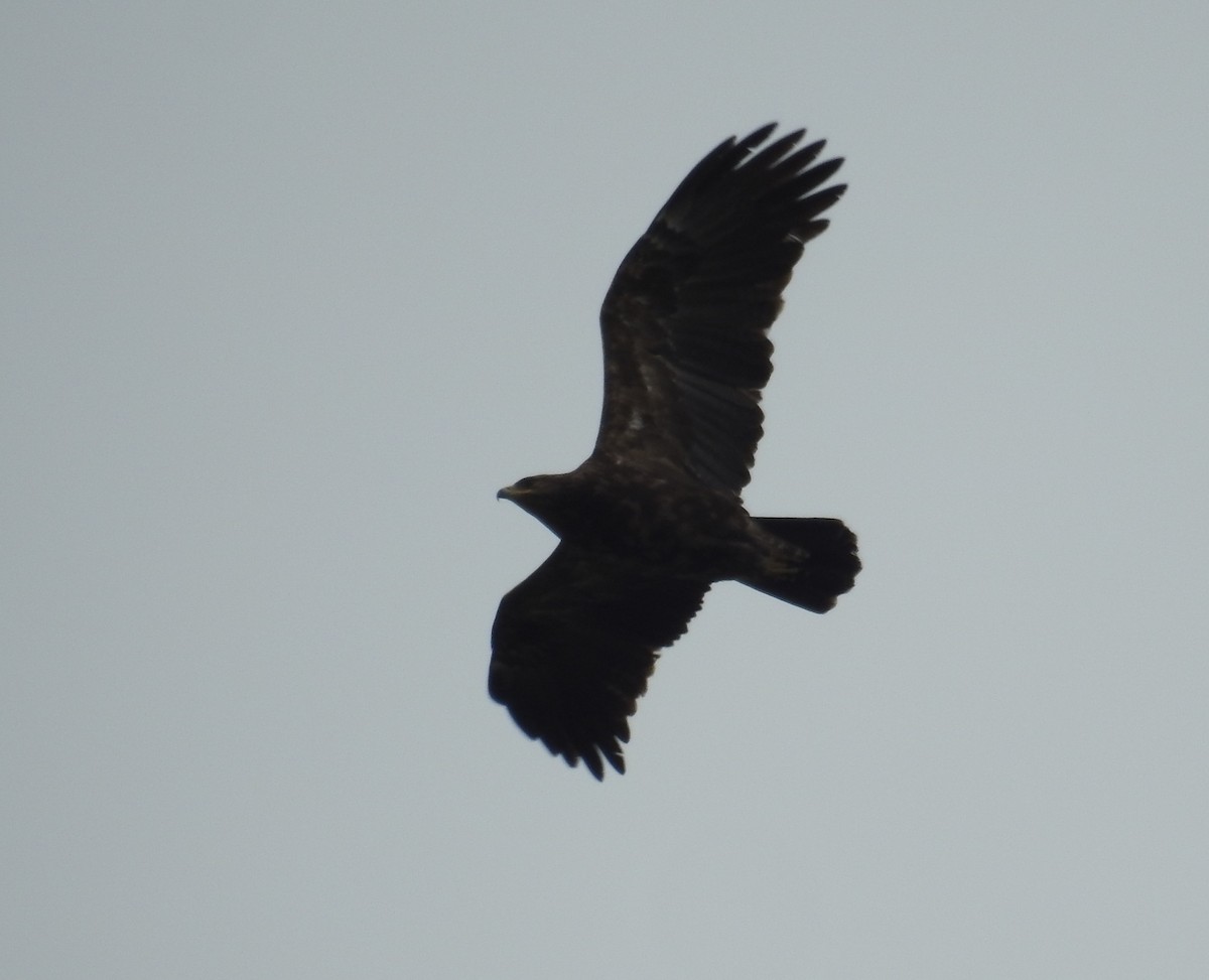 Lesser Spotted Eagle - ML249288781