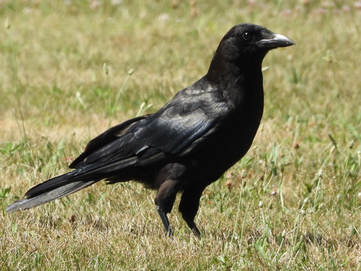 crow sp. - ML249291021