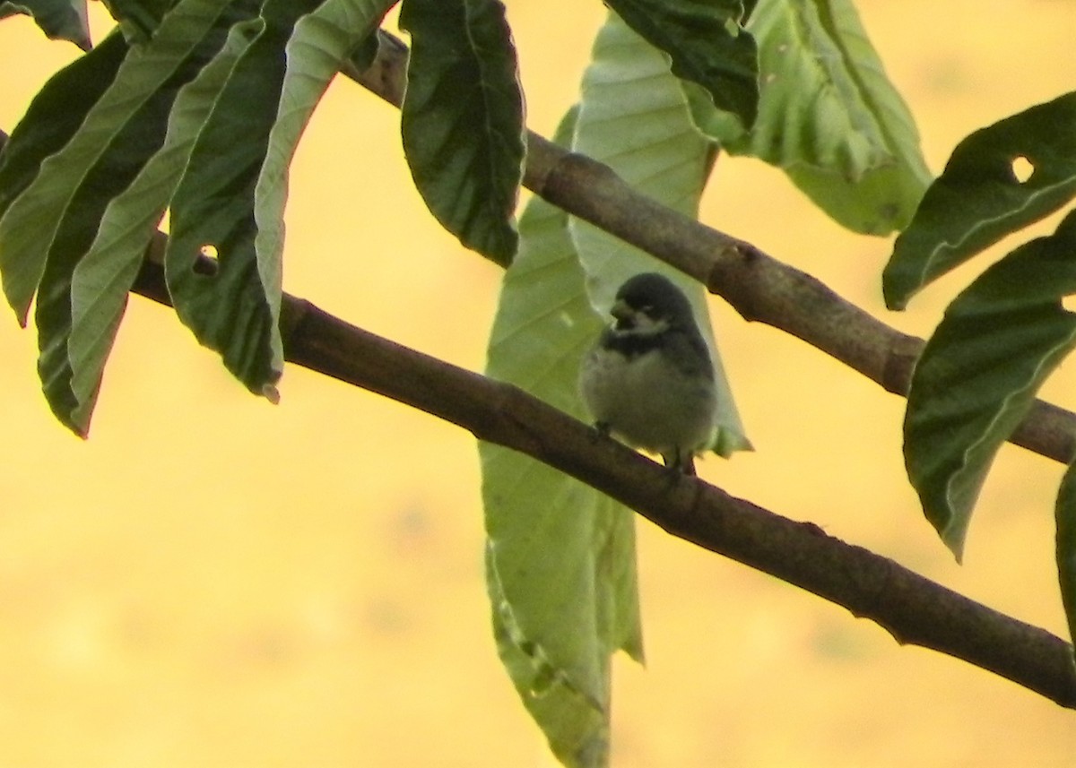 Double-collared Seedeater - ML249295261