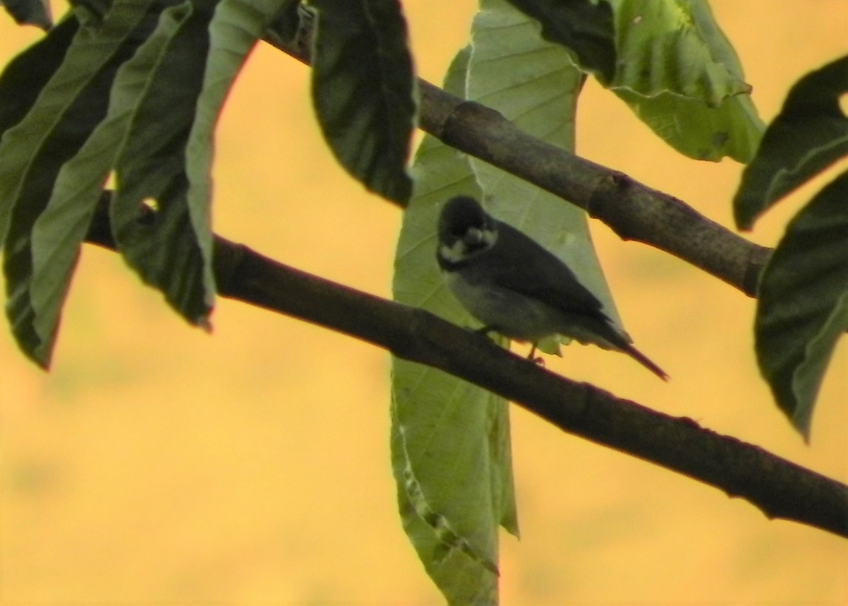 Double-collared Seedeater - ML249295271