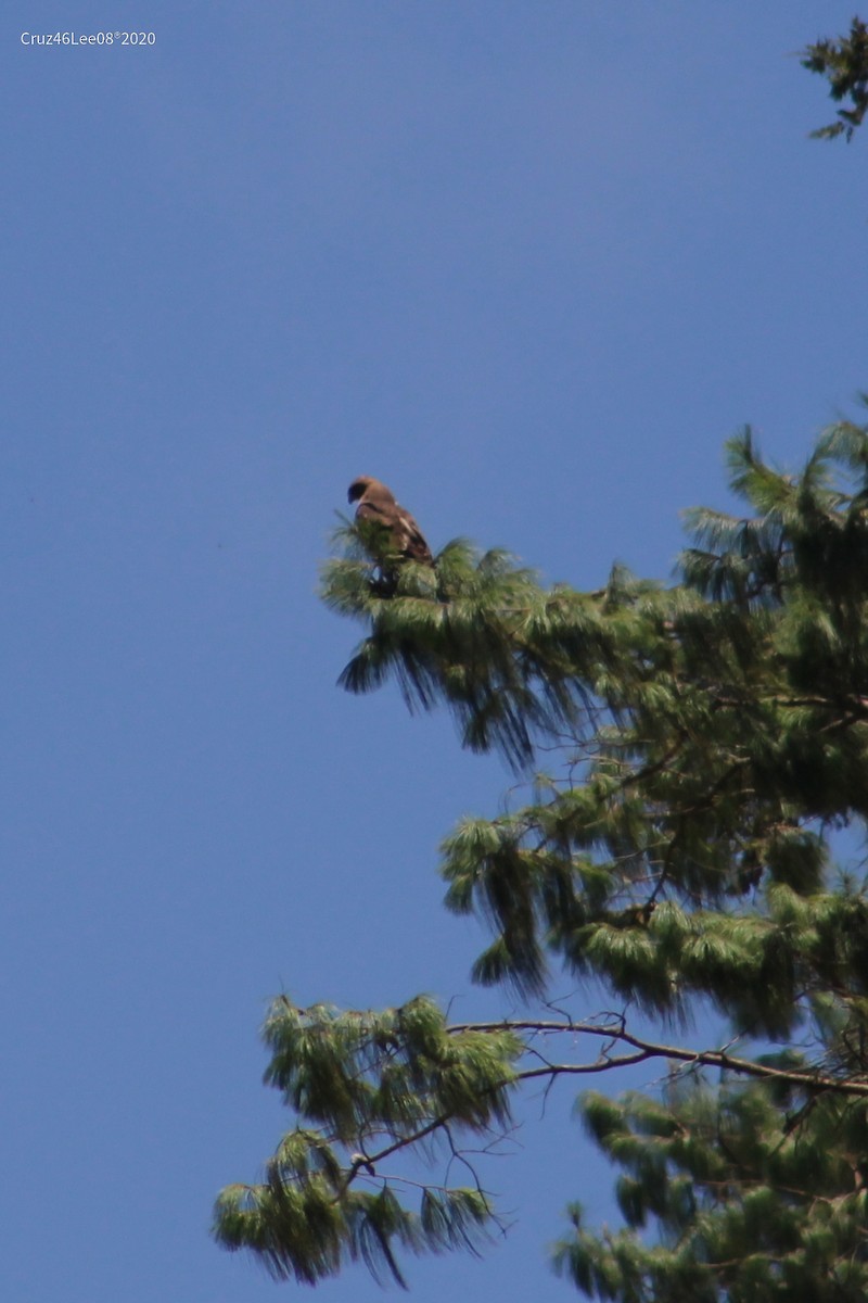 Red-tailed Hawk - ML249296021