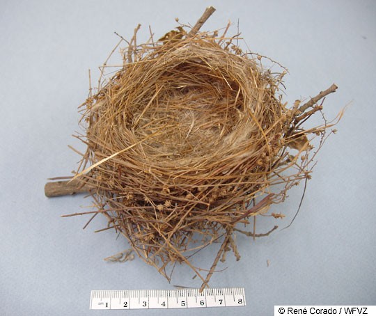 Purple Finch nest, California - Purple Finch - 