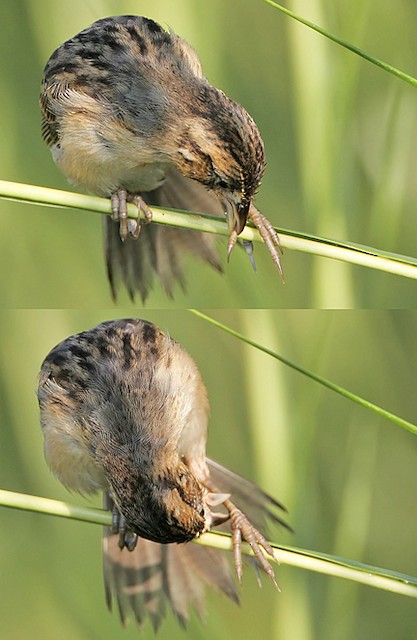 Figure 9.&nbsp;Preening toes and leg. - Seaside Sparrow - 