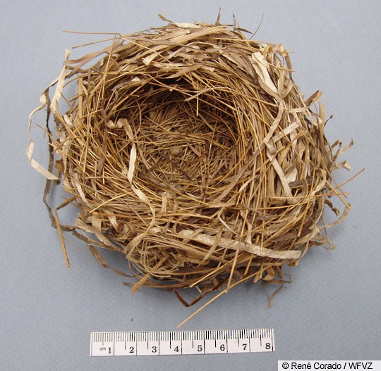 Seaside Sparrow nest.&nbsp; - Seaside Sparrow - 