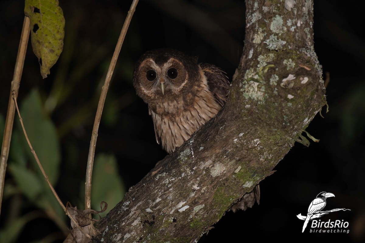 Mottled Owl - Hudson - BirdsRio