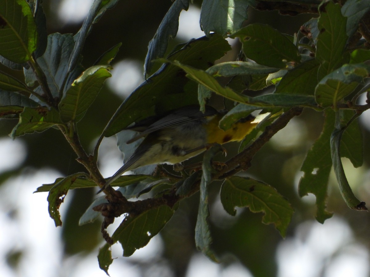 Crescent-chested Warbler - ML249297221