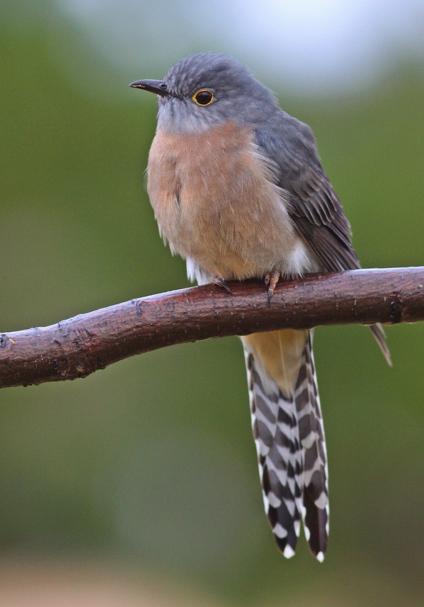 Fan-tailed Cuckoo - Rufus Wareham