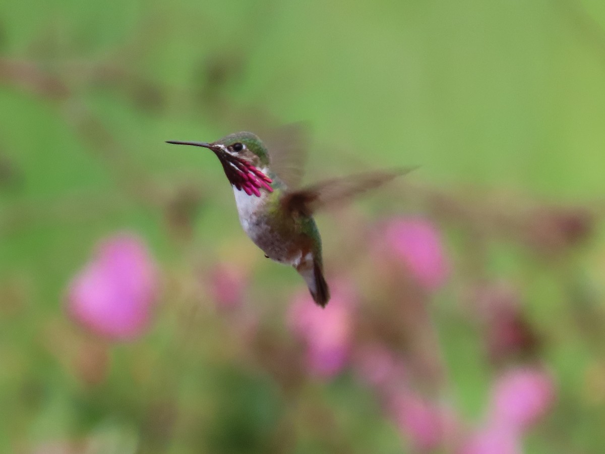 Calliope Hummingbird - Todd Pepper