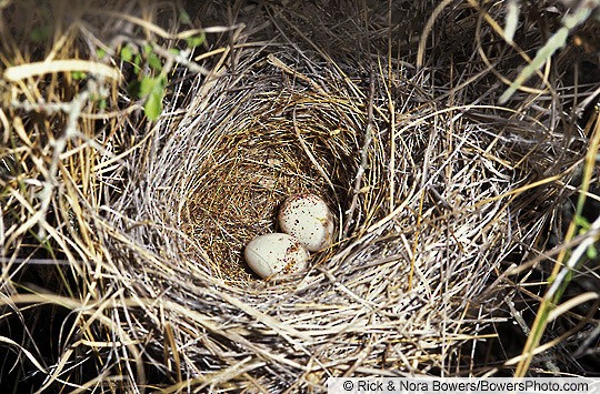 field sparrow eggs