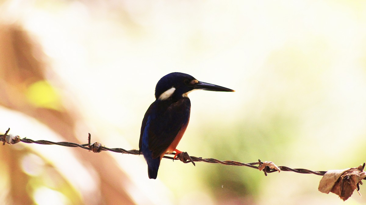Azure Kingfisher - Enoch Bultreys