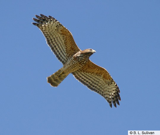 Appearance Red Shouldered Hawk Buteo Lineatus Birds Of The World