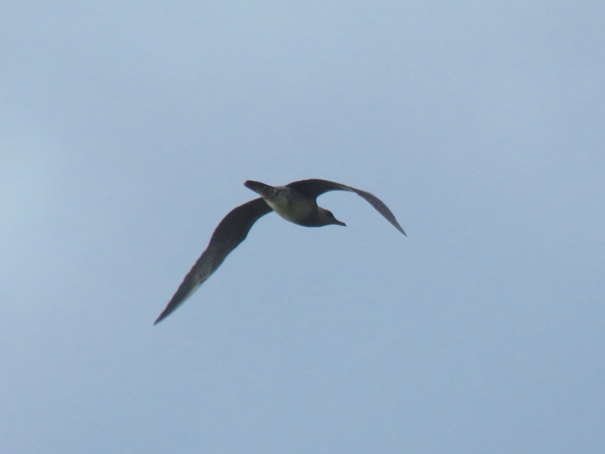 Long-tailed Jaeger - ML249306781
