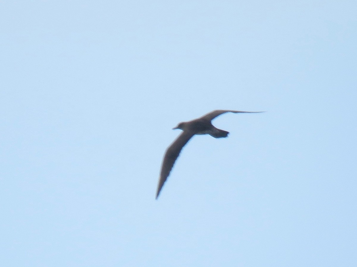 Long-tailed Jaeger - ML249306791